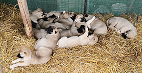 pui kangal